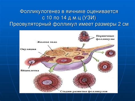 Объяснение понятия "Фолликул в яичнике" в контексте менопаузы