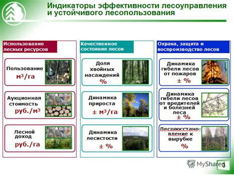 Обязанности руководителя лесного хозяйства