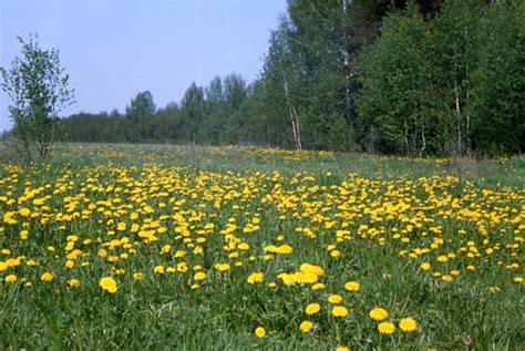 Одуванчики: цветочки, известные своей яркостью и красотой!