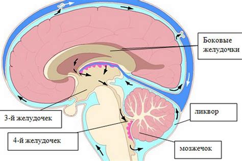 Околососудистое пространство головного мозга: роль и значение цереброспинальной жидкости