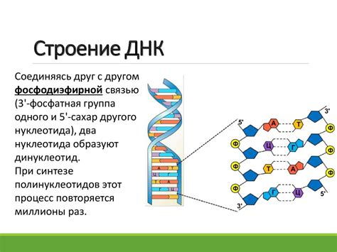 Окончание и проверка процесса копирования генетической информации в клетке