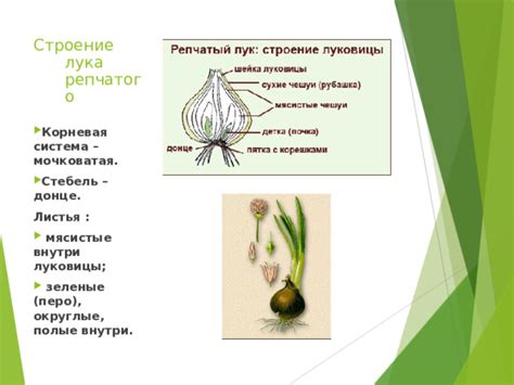 Округлые зеленые растворимости: где обнаружить гнезда летающих хищниц