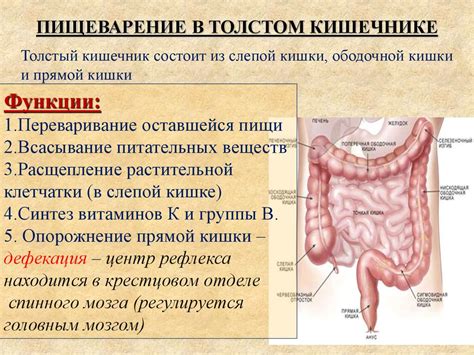 Окружение хлороводорода в желудке и других тканях организма