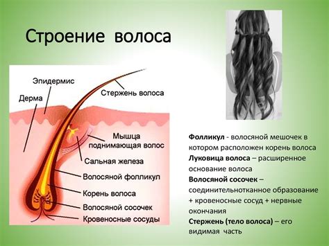 Опасность воздействия высокой температуры на структуру волос