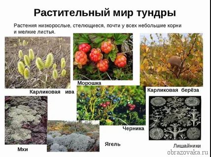 Опасные представители растительного и животного мира в лесных уголках Беларуси