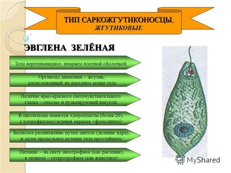 Описание анатомии и структуры эвглены зеленой