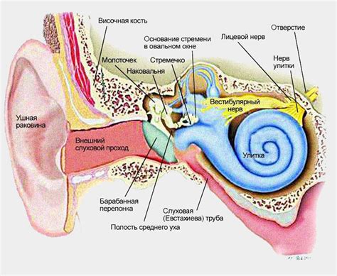 Описание анатомии и функций специализированного органа внутри уха