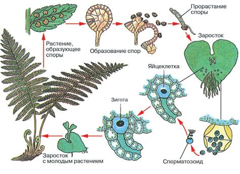 Описание дополнительных корней у папоротников