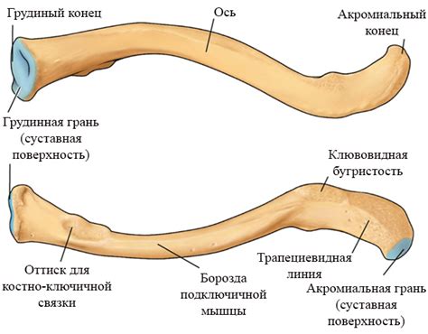 Описание и структура ключицы