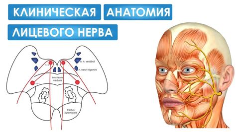 Описание и функции трех ветвей лицевого нерва