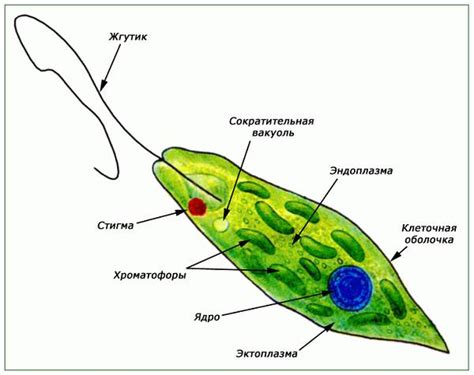 Описание особенностей внешнего строения эвглены зеленой