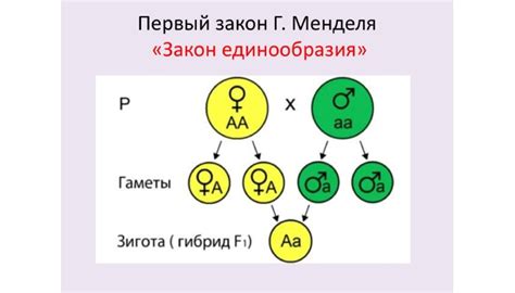 Описание принципа Менделя о равномерном распределении генетических характеристик