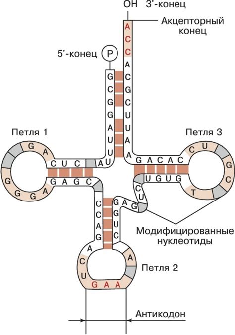 Описание процесса синтеза транспортной, мессенджерской и рибосомной РНК