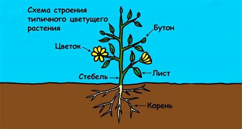 Описание сетчатки растений и их структура