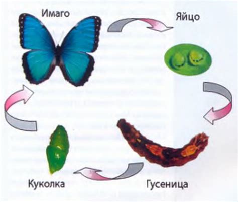 Описание цикла перемен в стадии метаморфоза с особенностями каждого этапа