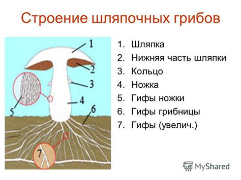 Определение видов шляпочных грибов: важный этап в изучении грибового мира