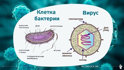 Определение вируса и бактерии