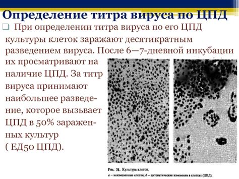 Определение вируса и его характеристики