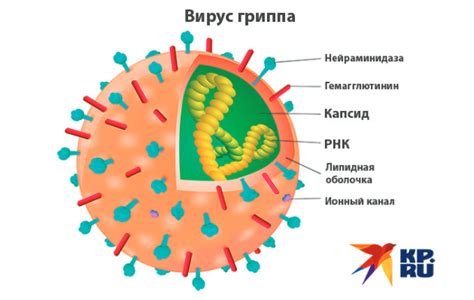 Определение вируснейтрализующих антител