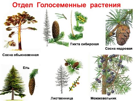 Определение голосеменных растений и их виды