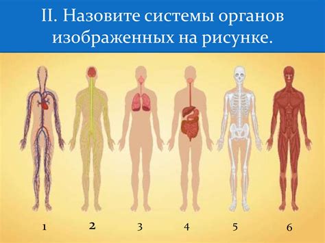 Определение значимости органов человека