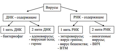 Определение и классификация вирусов