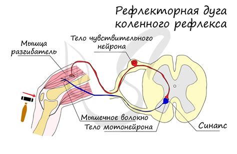 Определение и ключевые характеристики феномена рефлекторной дуги