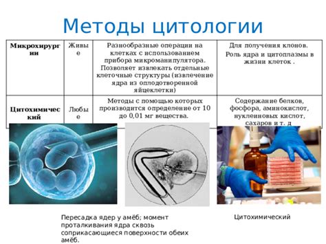 Определение и местоположение цитоплазмы