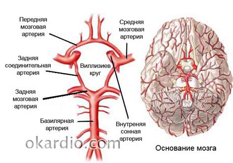 Определение и суть протезирования сосудов головы