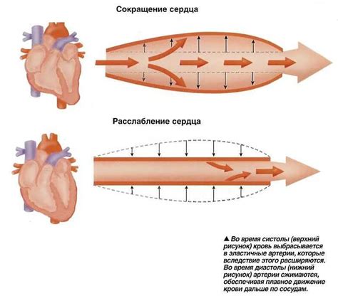 Определение и сущность увеличенного давления внутри черепа