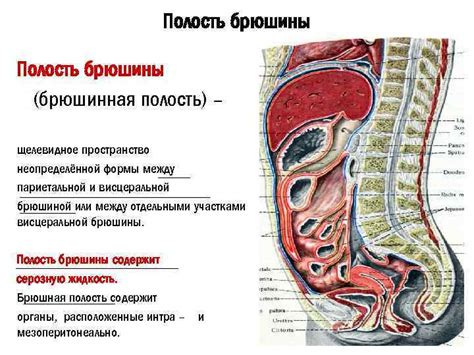 Определение и функции висцеральной брюшины