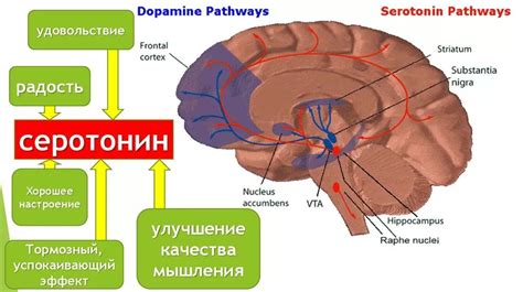 Определение методов стимуляции секрета света и других способов повышения уровня серотонина