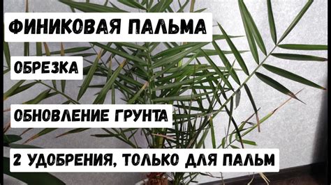 Определение необходимой частоты орошения для достижения оптимального развития финиковой пальмы