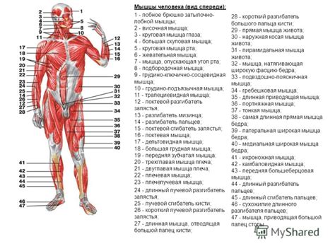 Определение повреждений в мышцах: первичные шаги