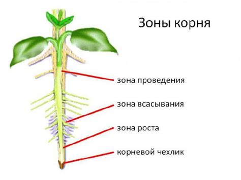 Определение повреждения корня и проведение соответствующих мероприятий