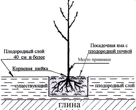 Определение подходящего места и подготовка земли