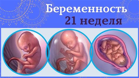 Определение этапа развития ребенка на 16-ой гестационной неделе