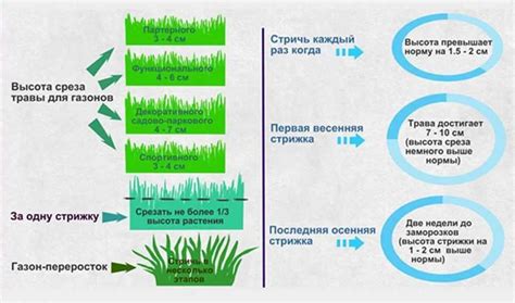 Оптимальная длина стрижки лужайки перед зимой