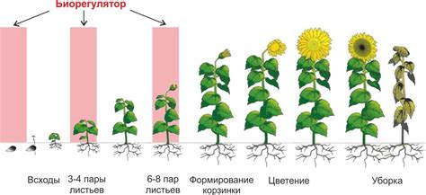 Оптимальное время посева и необходимые условия для роста подсолнечника