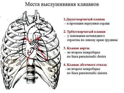 Оптимальное расположение клапанов на артериях: непревзойденное регулирование кровотока