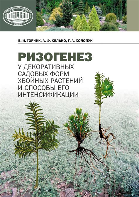 Оптимальный момент и способы переноса шаровидных декоративных растений