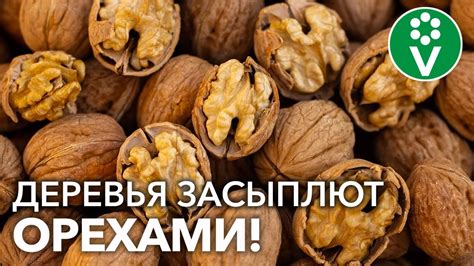 Оптимальный состав и дренаж почв для успешного выращивания грецкого ореха в условиях Сибири