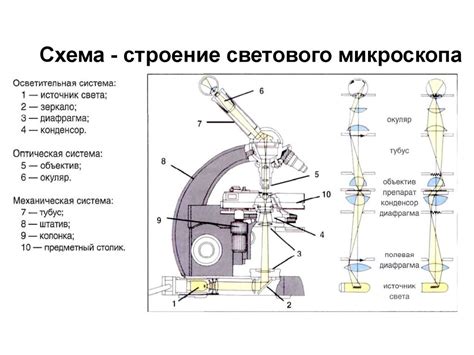 Оптическая система и основные компоненты микроскопа