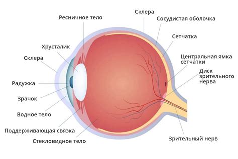 Оптический нерв: как глаз отправляет информацию в мозг