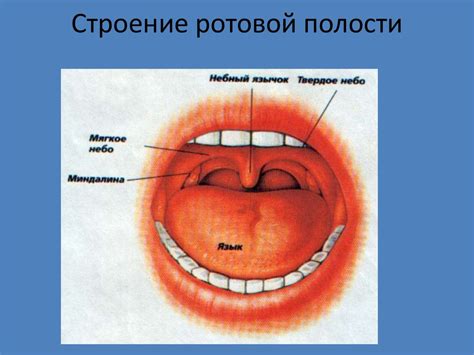 Опыт родителей: их мнения и советы по выбору процедуры коррекции связок в ротовой полости