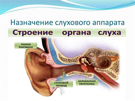 Орган, который обеспечивает связь между ухом и горлом