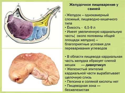 Органеллы, отвечающие за процесс пищеварения у одноклеточных организмов