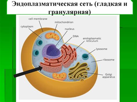 Органеллы, специализированные в образовании энергии