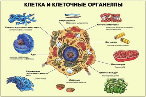 Органеллы в пространстве клетки