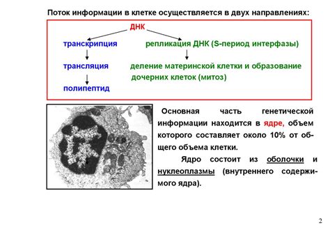 Организация генетической информации в клетке бактерии: всеобщая концепция